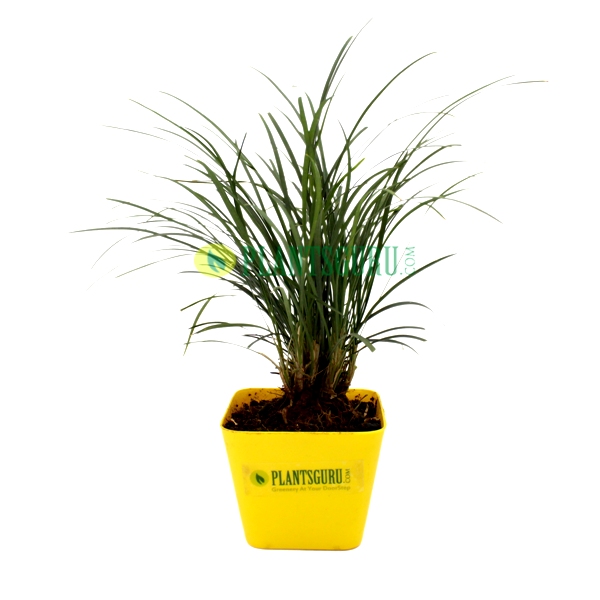 Monkey Grass Plant in yellow square pot